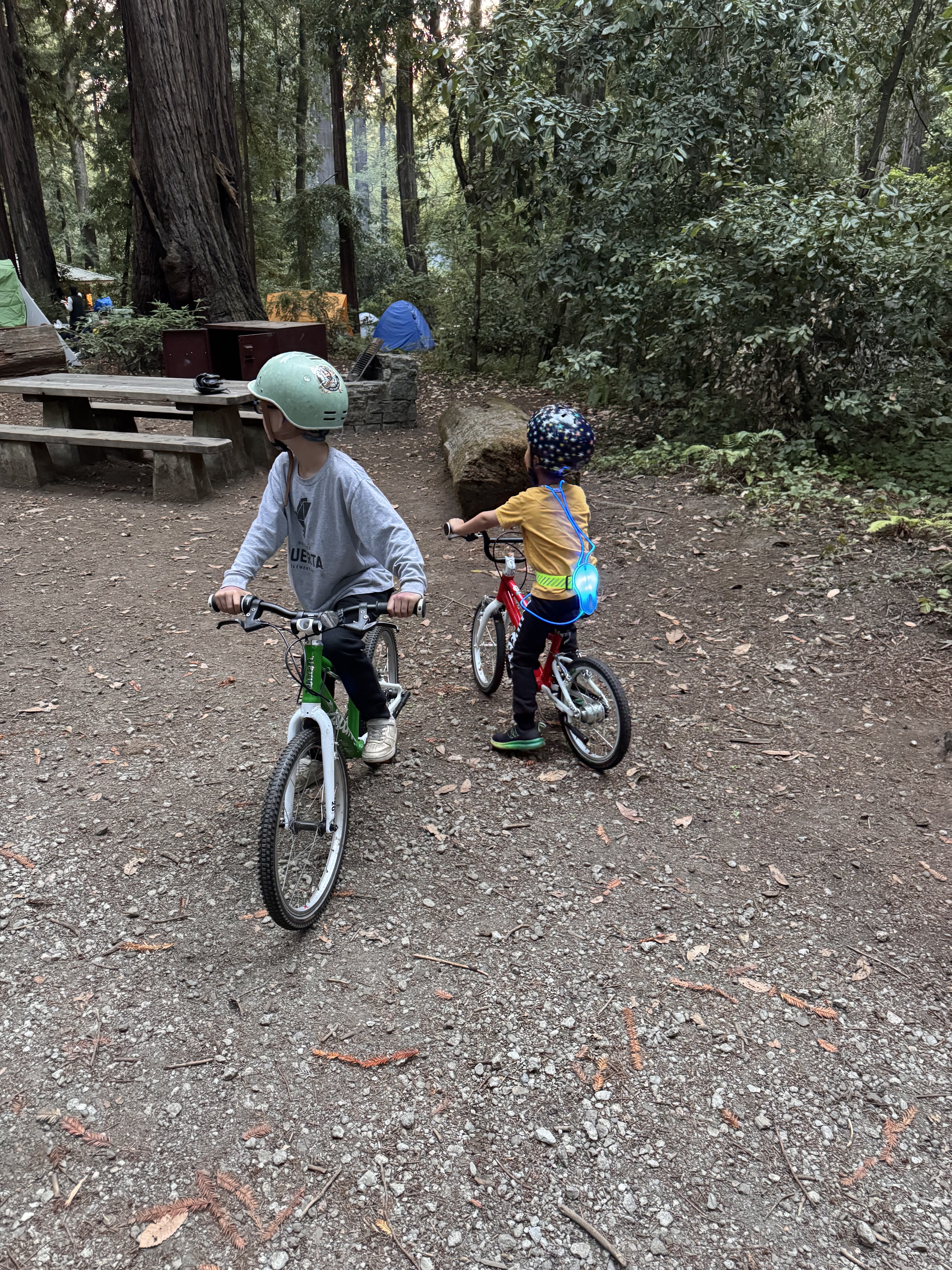 Children riding bicycles among the redwoods during the family camping trip